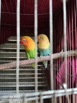 লাভবার্ডস বেবি
