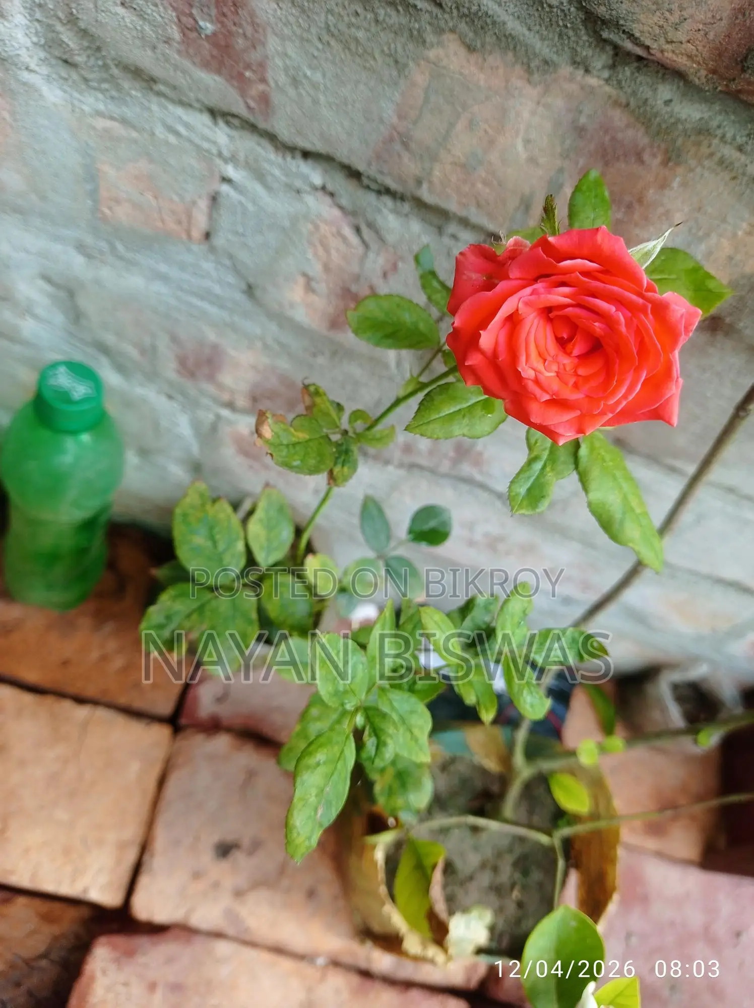 Rose Plant