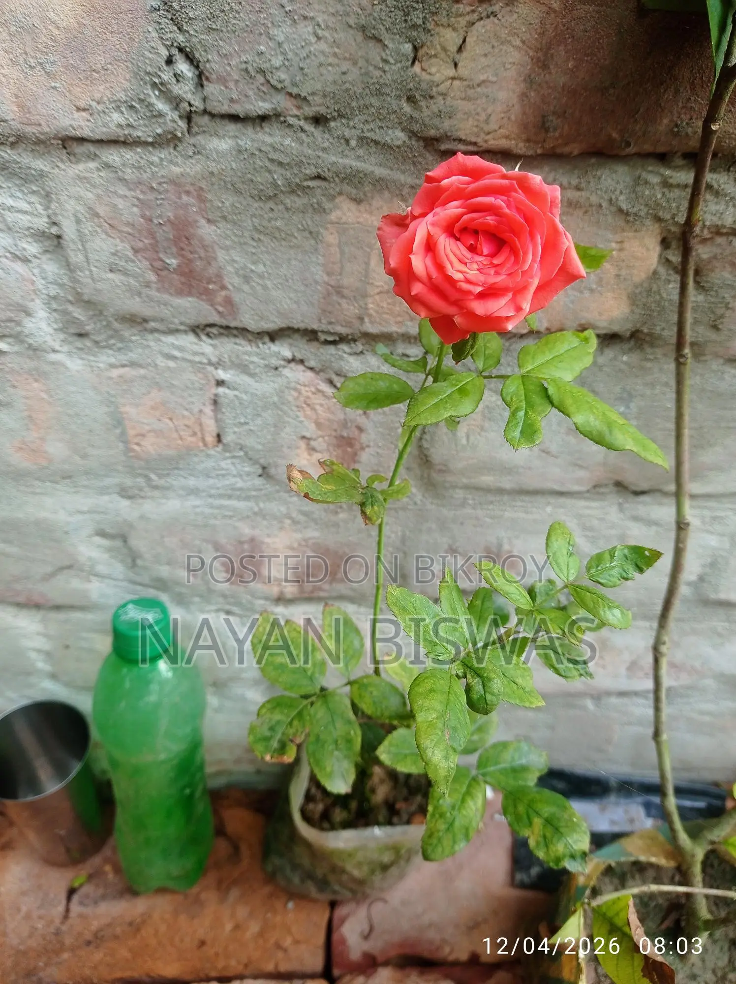 Rose Plant