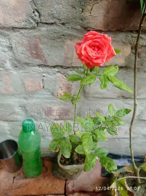 Rose Plant
