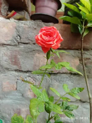 Rose Plant