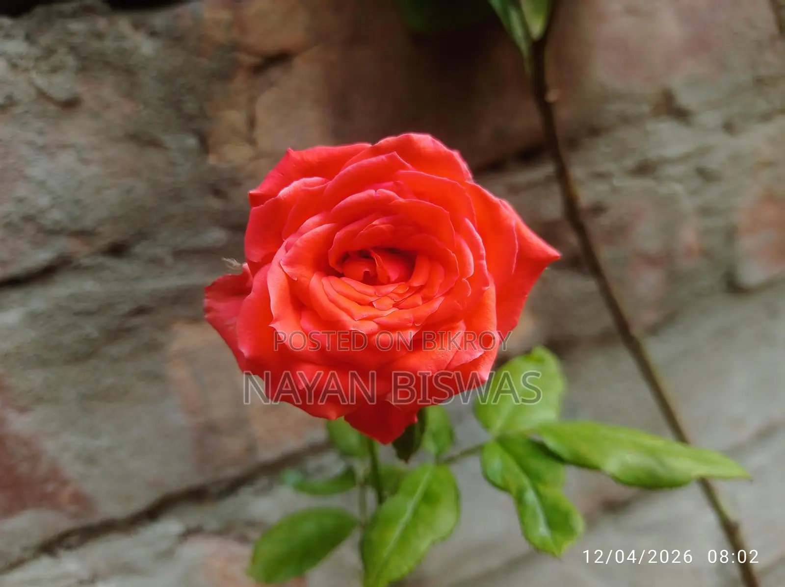 Rose Plant