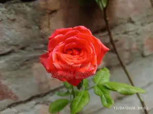 Rose Plant