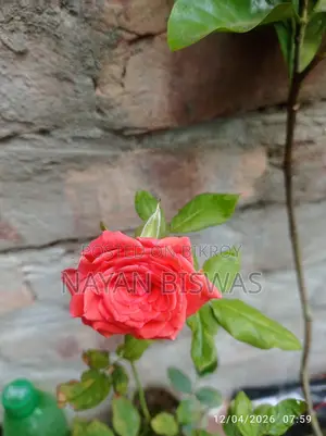 Rose Plant