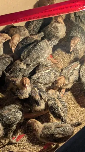 ময়নামতি ফাউমি মুরগির ফার্ম