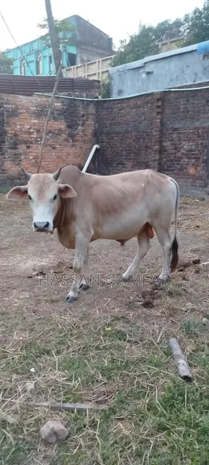 কুরবানি উপলক্ষে এটি সুন্দর দেশি গরু বিক্রি করা হবে