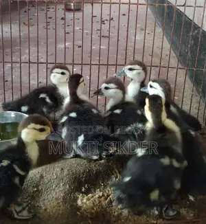Chinese ducklings for sale, 7 days old – healthy and naturally hatched