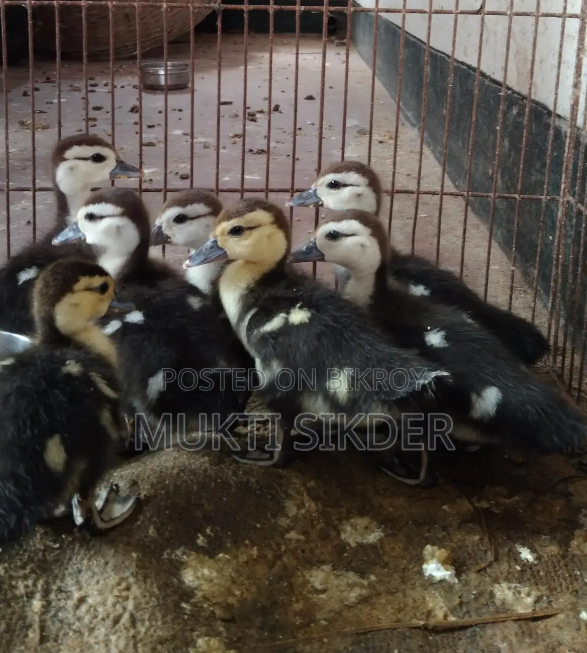Chinese ducklings for sale, 7 days old – healthy and naturally hatched