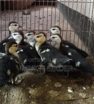 Chinese ducklings for sale, 7 days old – healthy and naturally hatched
