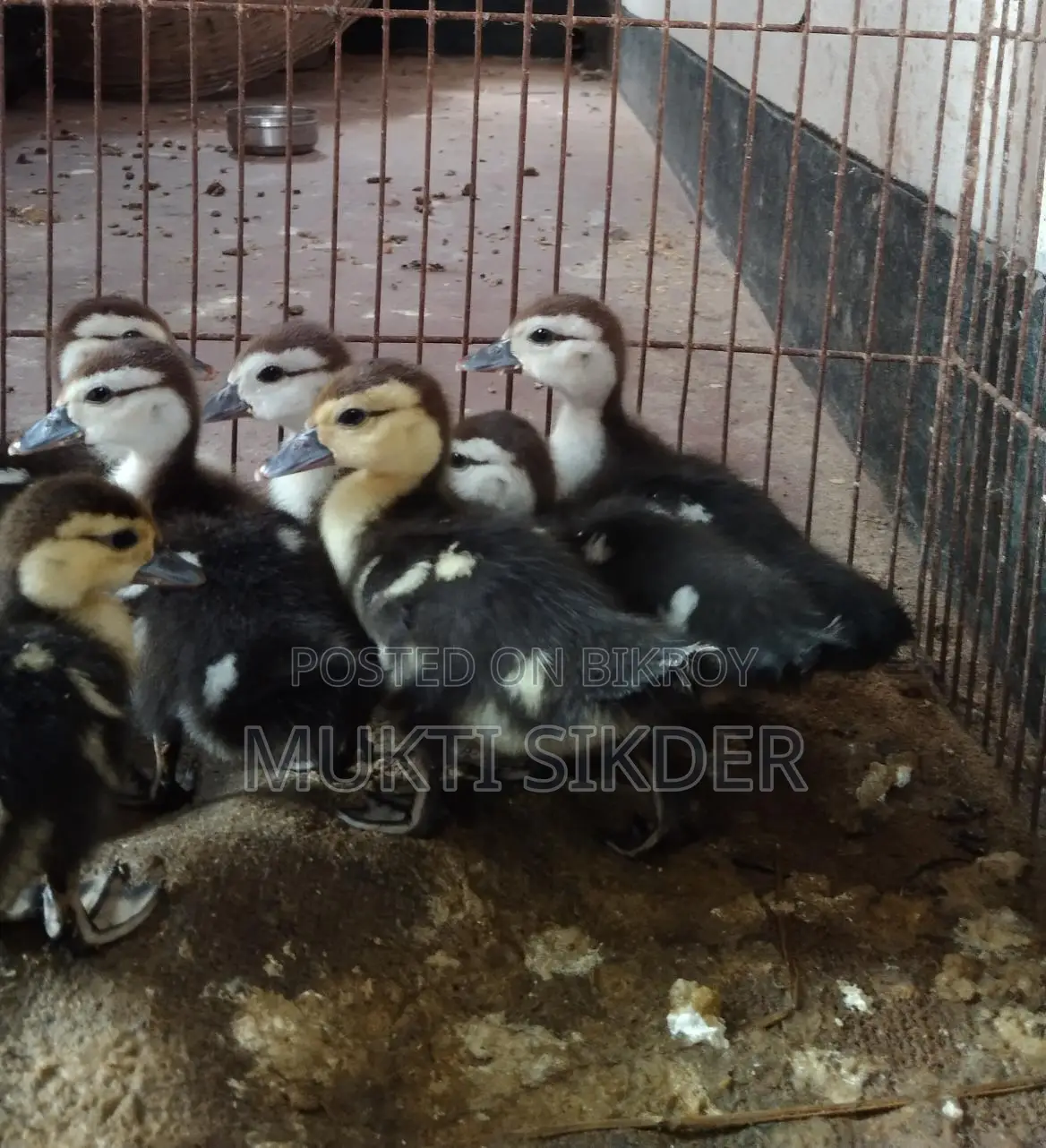 Chinese ducklings for sale, 7 days old – healthy and naturally hatched