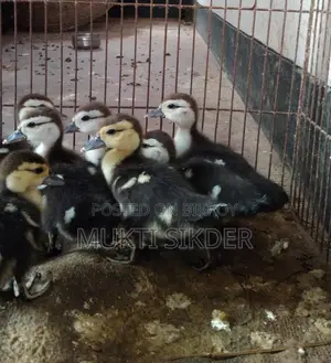Chinese ducklings for sale, 7 days old – healthy and naturally hatched