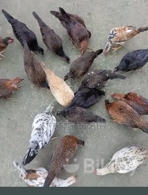 দেশি মুরগী বাচ্চা বিক্রি করা হবে 🐓🐓