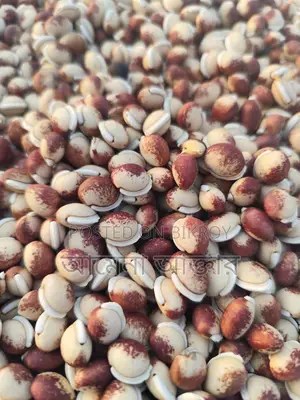 Bean Seeds