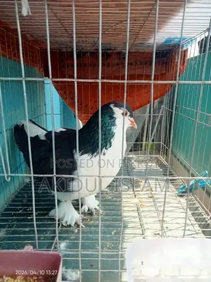 কবুতর ফর সেল