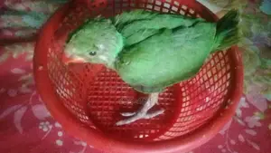 রিংনেট এর বাচ্চা