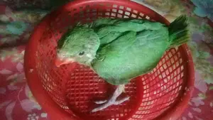 রিংনেট এর বাচ্চা