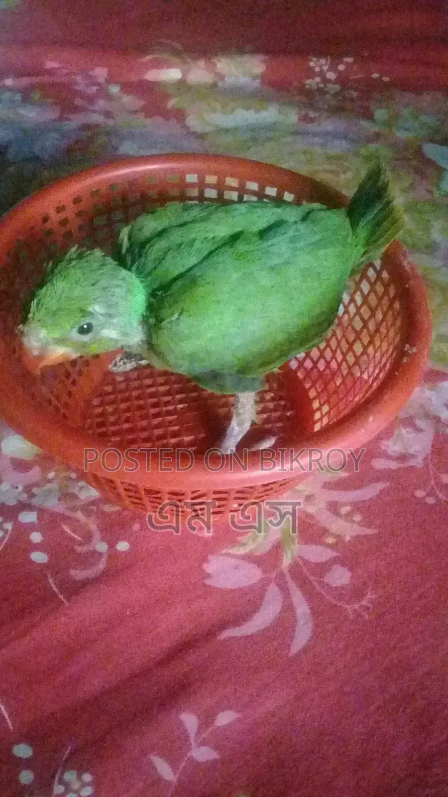 রিংনেট এর বাচ্চা