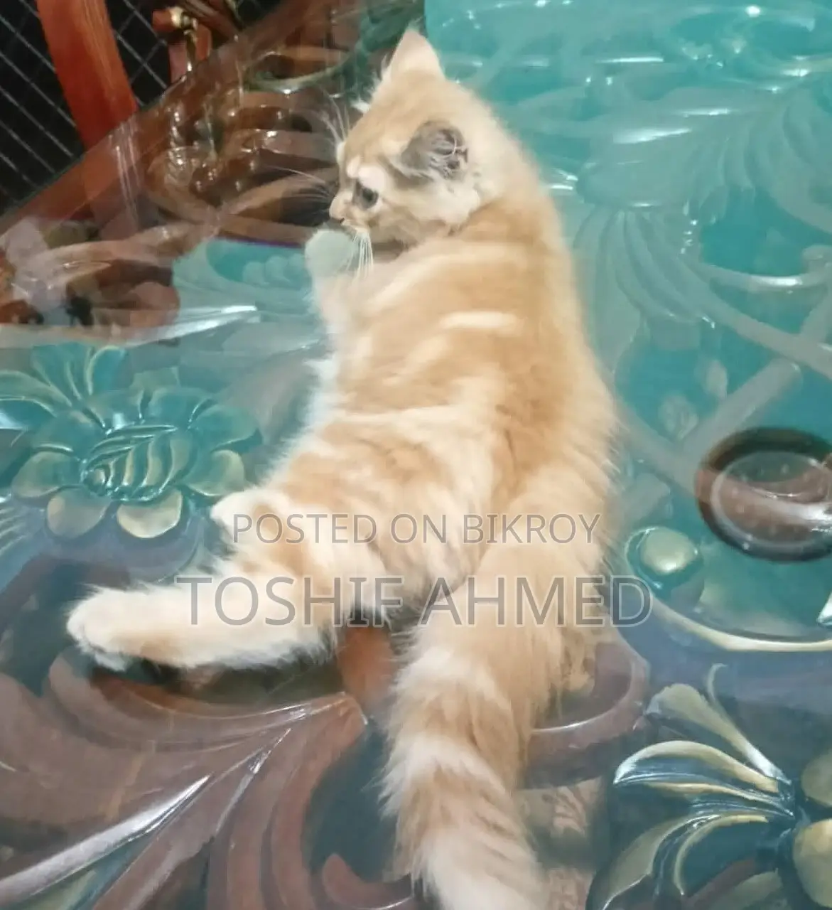 High Quality Mix Persian Cat