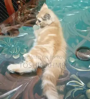High Quality Mix Persian Cat