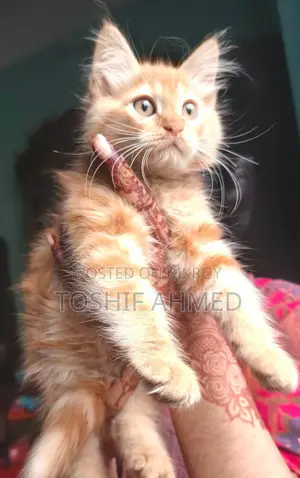High Quality Mix Persian Cat