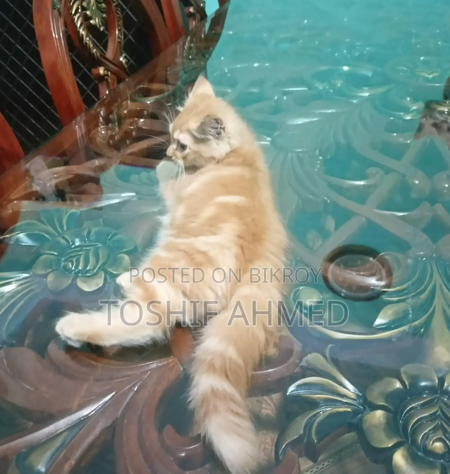 High Quality Mix Persian Cat