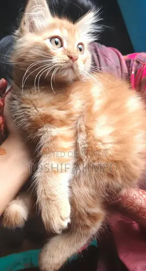 High Quality Mix Persian Cat