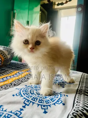 Persian Cat