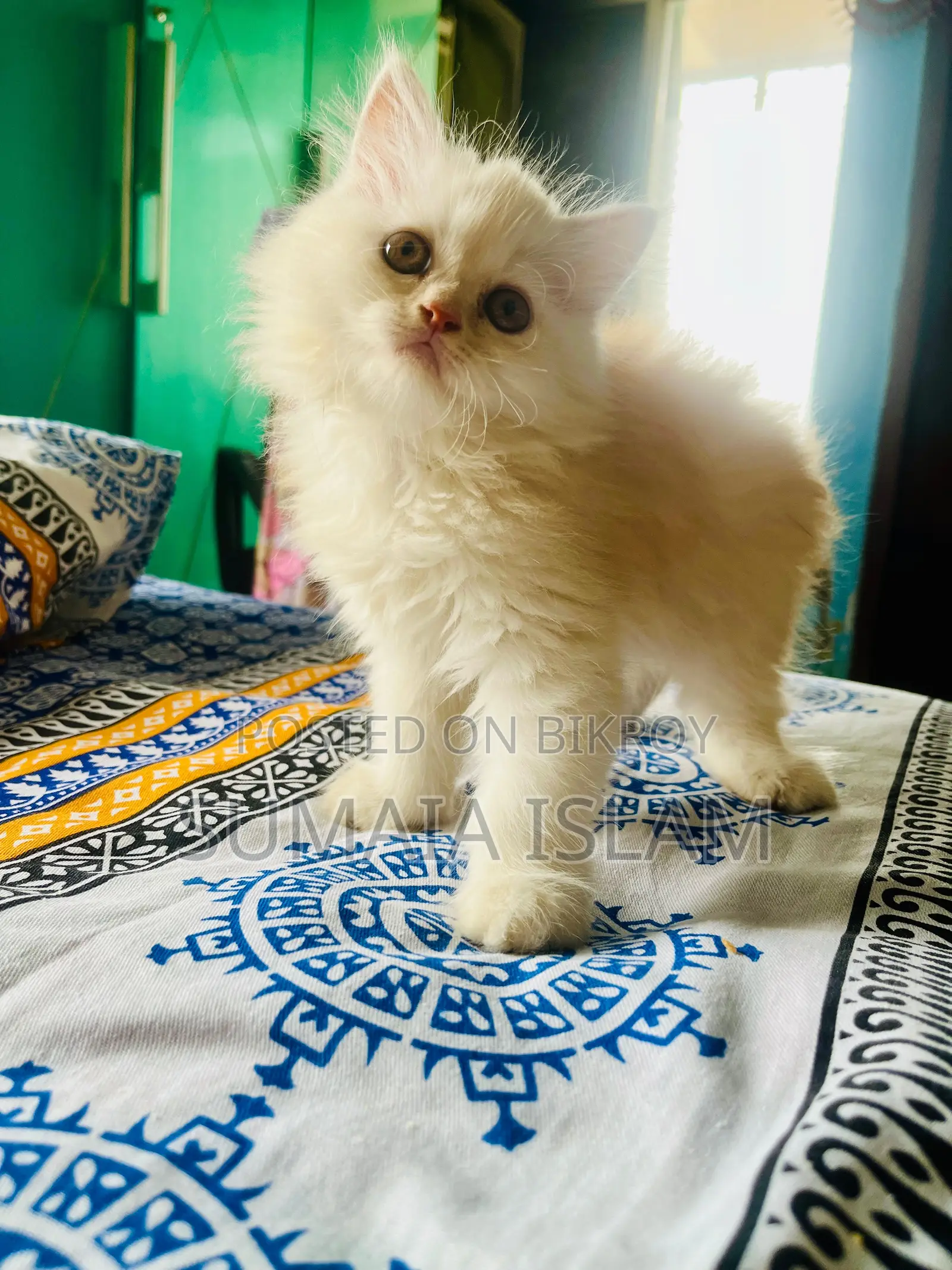 Persian Cat