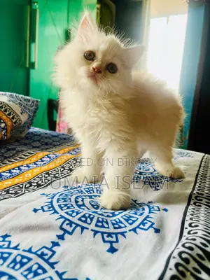 Persian Cat