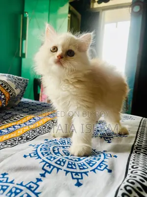 Persian Cat
