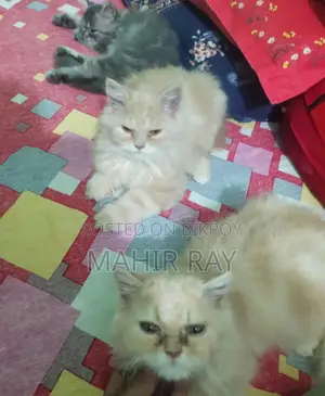 Persian Cat