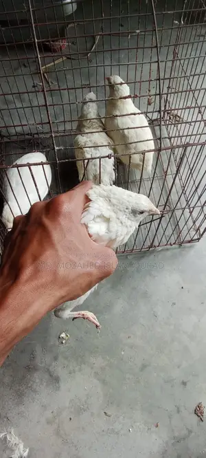 হোয়াইট যাইন কোয়েল বিক্রি হবে