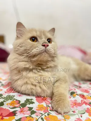 Persian Cat For Sale