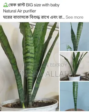 Snake Plant for Fresh Air