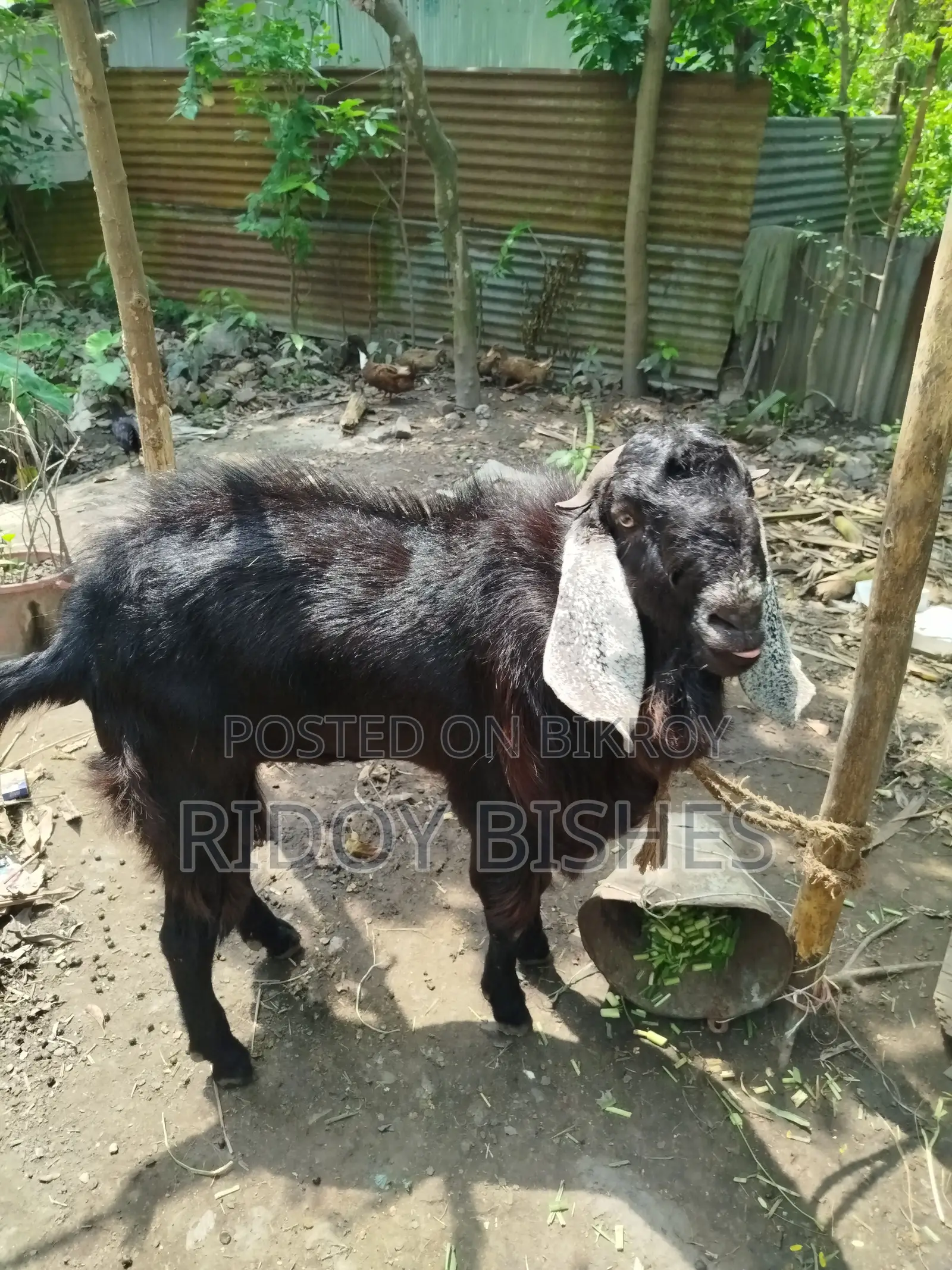 তোতা বুড়ি পাঠা বিক্রি করা হবে