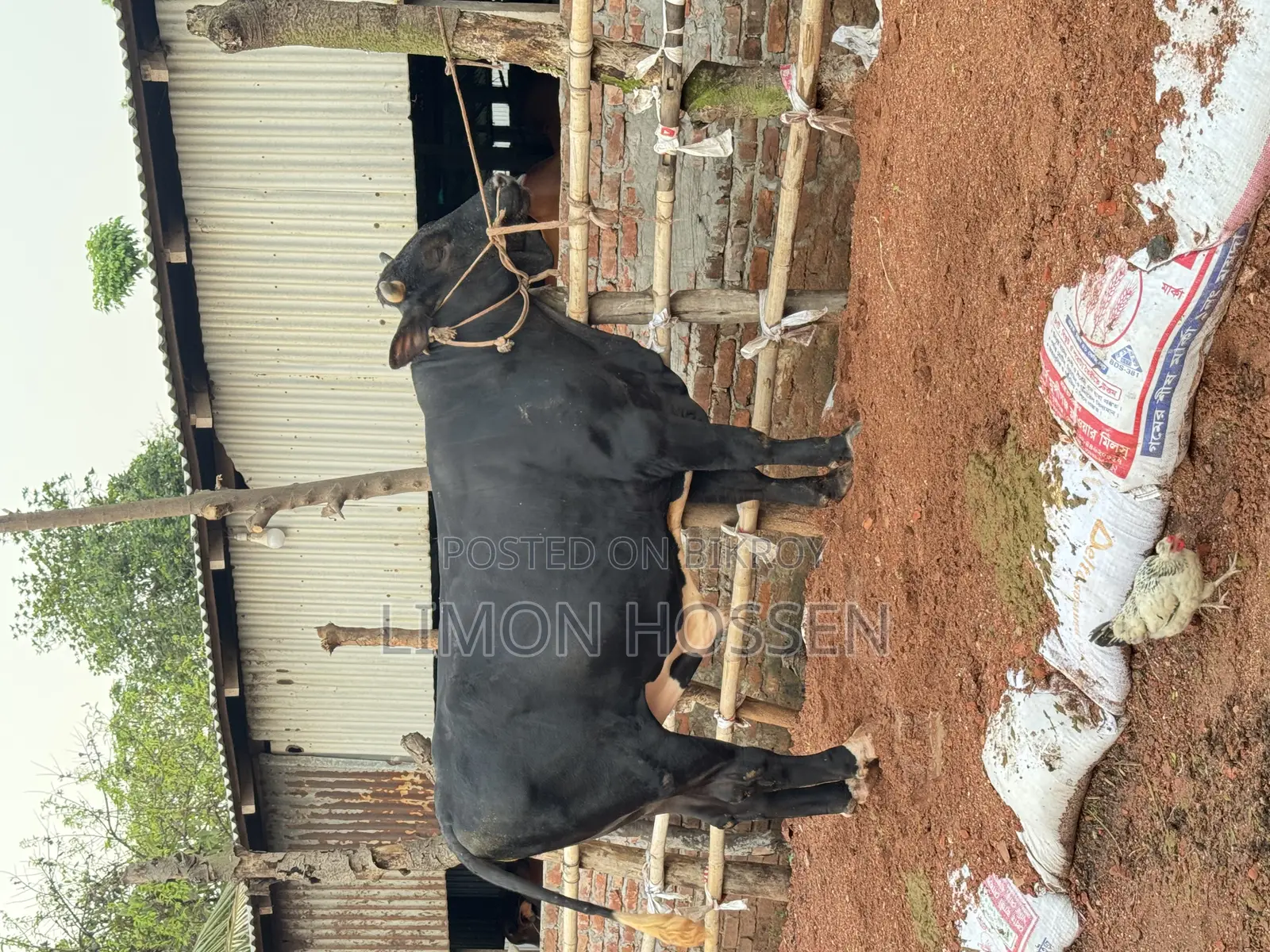 বড় সাইজের ফ্রিজিয়ান গরু বিক্রি