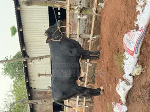 বড় সাইজের ফ্রিজিয়ান গরু বিক্রি