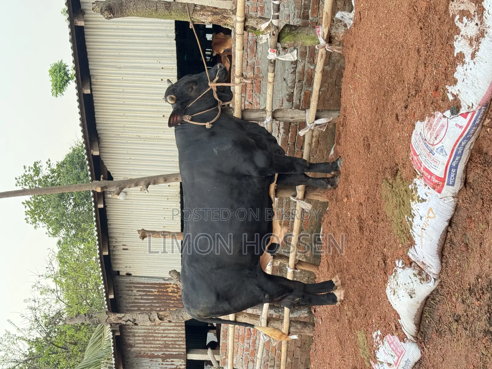 বড় সাইজের ফ্রিজিয়ান গরু বিক্রি