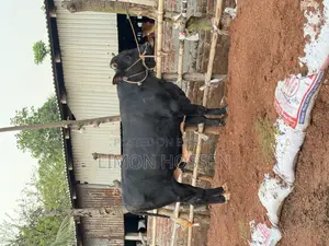 বড় সাইজের ফ্রিজিয়ান গরু বিক্রি