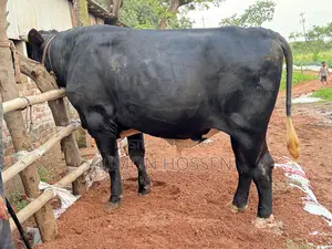 বড় সাইজের ফ্রিজিয়ান গরু বিক্রি