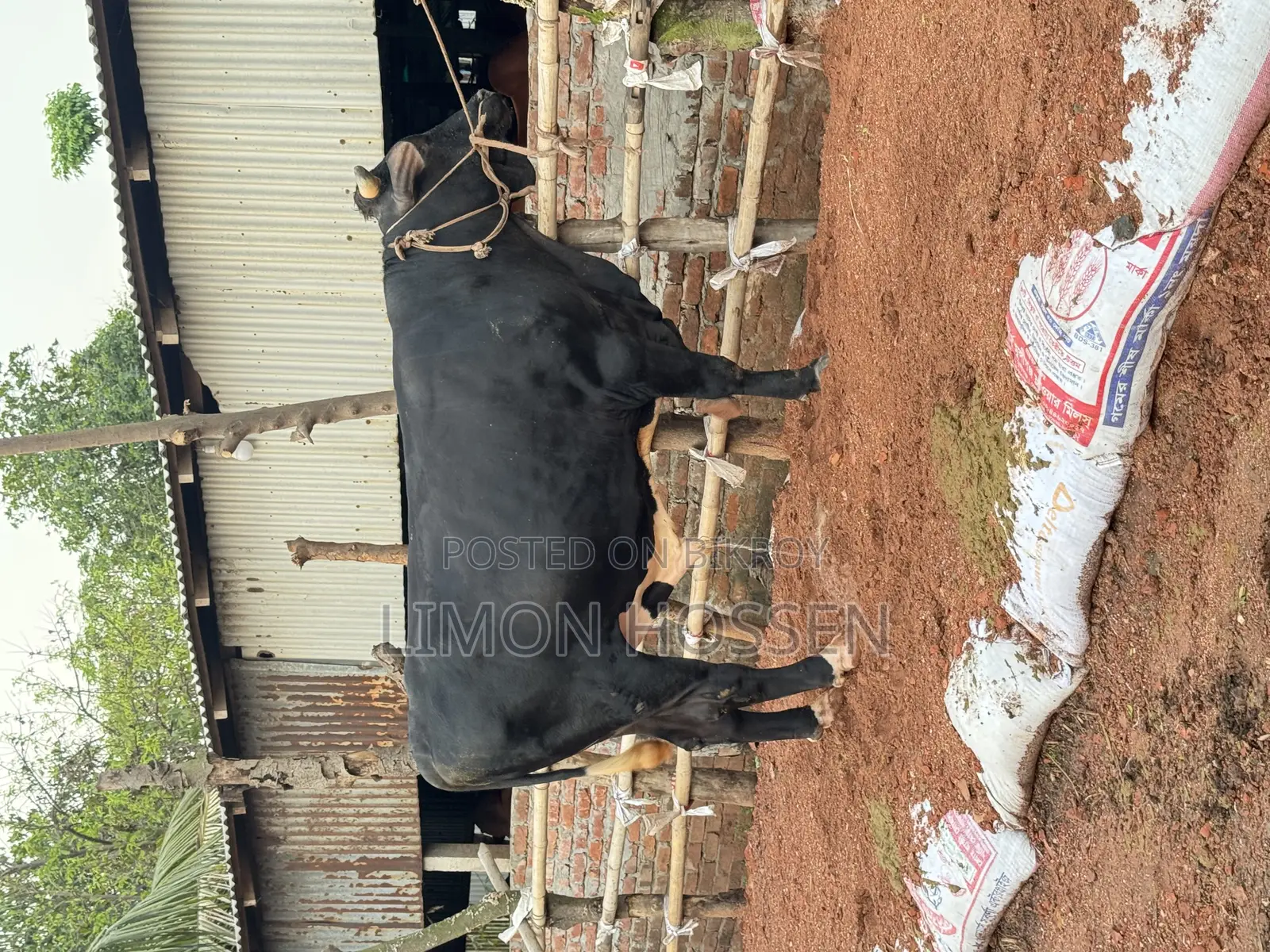 বড় সাইজের ফ্রিজিয়ান গরু বিক্রি