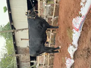 বড় সাইজের ফ্রিজিয়ান গরু বিক্রি