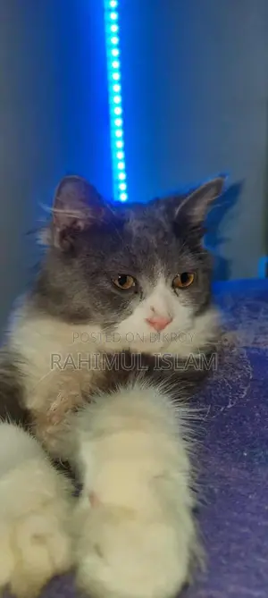 পার্সিয়ান পুরুষ বিড়াল