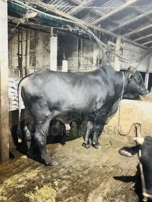 ফার্মের পালিত উন্নত জাতের ষাঁড় বিক্রি