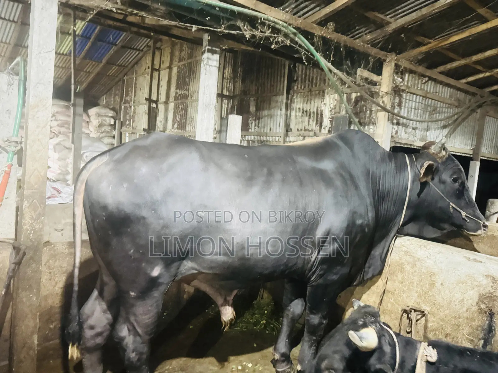 ফার্মের পালিত উন্নত জাতের ষাঁড় বিক্রি