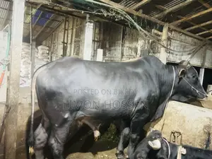 ফার্মের পালিত উন্নত জাতের ষাঁড় বিক্রি