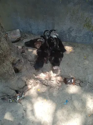 Chinese Ducklings