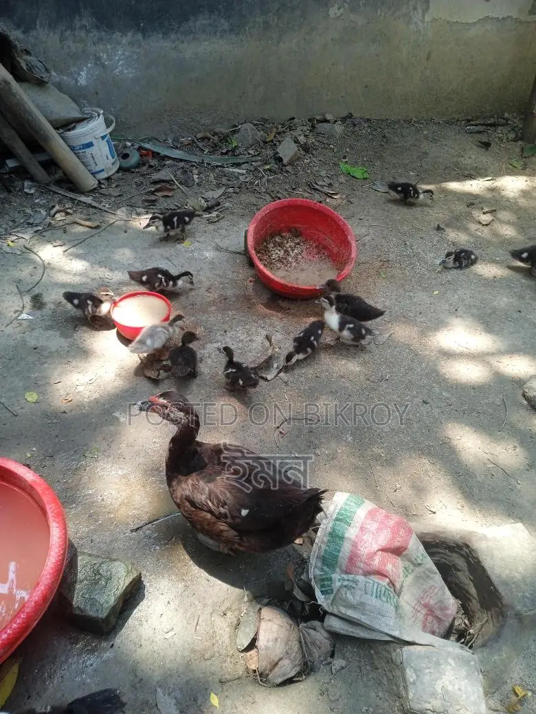 Chinese Ducklings