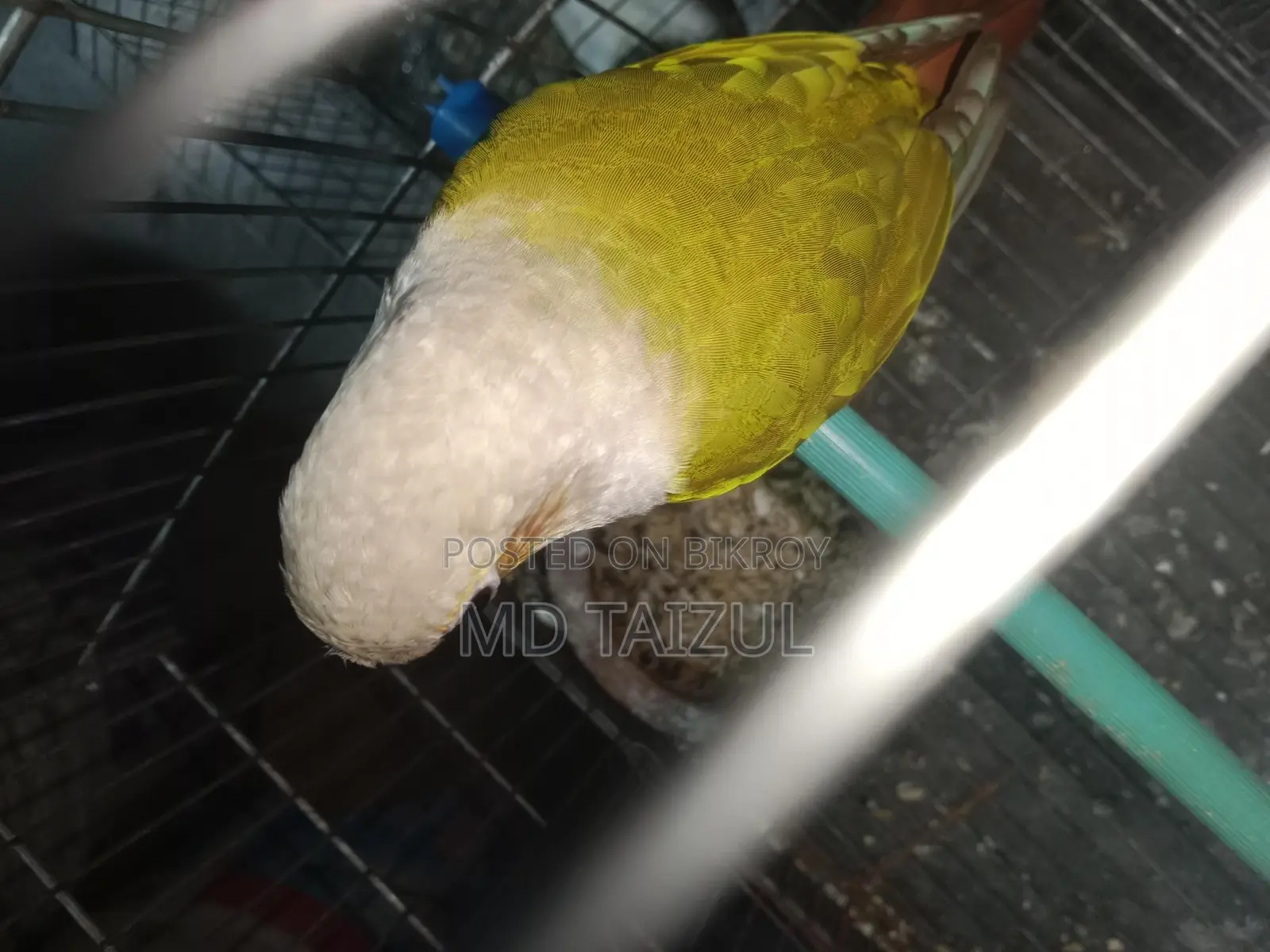 পাইনাপেল কুনুর বিক্রি হবে