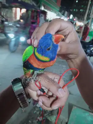 Lory Bird Full Team Male